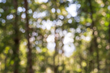 Aufkleber - blur natural and light background in the park