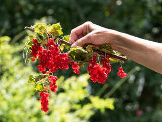 Red currant branch