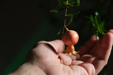 Growing Potted Pomegranate Plant At Home. Female Hand With A Small Pomegranate Fruit On A Twig. Home Gardening Concept.