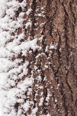 Sticker - bark in winter