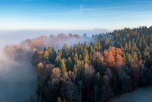 Drone View Of Autumn Forest Shrouded In Morning Mist