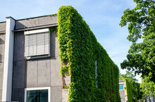 Germany, Bavaria, Munich, Building Wall Overgrown By Green Ivy