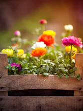 Crate Of Colorful Blooming Flowers