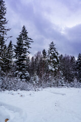 Wall Mural - Instagram view of coniferous forest covered with shiny snow in the middle of winter. Top view on snow-covered old spruce forest.
