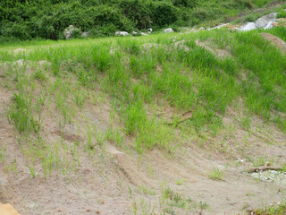 Wall Mural - Permanent slope protection with grass using the hydroseed method. The grass is used to stabilizes the slope structure and prevent slope erosion. Effective and less maintenance. 
