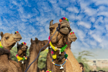 Wall Mural - Large herd of camels in desert Thar during the annual Pushkar Camel Fair near holy city Pushkar, Rajasthan, India