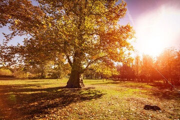 Wall Mural - Sunset in the autumn forest landscape. The forest is illuminated by the rays of the setting sun. Fallen leaves