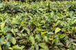 Zbliżenie na krzew herbaty, zielone liście, piękne tło.