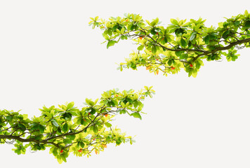 green leaves branch isolated on white background