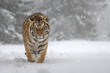 Tiger running near the forest on a snowy meadow.