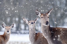 The Roe Deer Stand In The Meadow And Watch The Snow Fall.