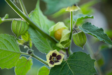 Physalis On A Plant With Flowers