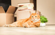 © Ирина Гутыряк - ginger cat lies near cardboard boxes with things, moving to a new house