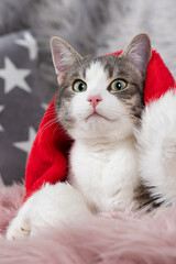 Wall Mural - Cute cat with santa hat