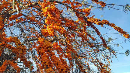 Canvas Print - sea buckthorn branch with ripe berries against the blue sky