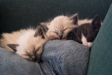 Three Tiny Kittens Sleeping On A Couch