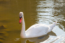 White Beautiful Swan Floats In A Pond With Green Water