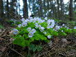 Biebrzański Park Narodowy, wiosena, kwiatnący Szczawik zajęczy (Oxalis acetosella L.) 