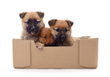 Fototapeta Psy - Three small dogs in the box.