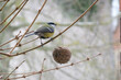 Great tit with a ball of food in winter - Parus major