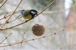 Great tit with a ball of food in winter - Parus major
