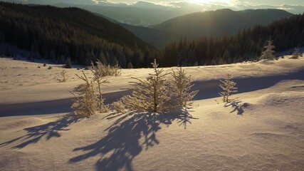 Wall Mural - Ukrainian Carpathians snowy forest in the afternoon, and at sunrise and sunset is beautiful and attractive. Slender fir and lush beech shackled by frost and rime, the sun's rays create beauty