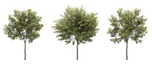 Deciduous Tree On A White Background. Isolated Garden Element, 3D Illustration, Cg Render