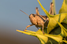 Grasshopper On Sunflower