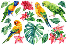 Set Of Tropical Leaves, Hibiscus Flowers And Birds Parrots On An Isolated White Background, Watercolor Illustration