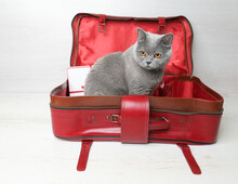 British Cat In A Red Suitcase