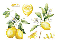 Set Of Watercolor Illustrations Of Lemons. Hand Painted Tree Branch Ripe Lemons With Green Leaves On White Background For Your Design.