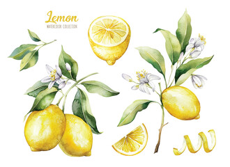 set of watercolor illustrations of lemons. hand painted tree branch ripe lemons with green leaves on