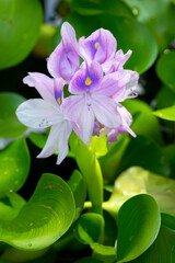 Canvas Print - lavender water hyacinth flower of summertime in Connecticut.