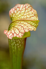 Canvas Print - Insect trap of a pitcher plant of summertime in Connecticut.