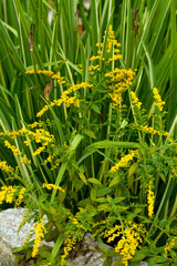 Canvas Print - Yellow goldenrod flowers among cattails in summertime Connecticut.