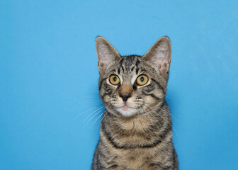 Wall Mural - Portrait of an adorable grey tabby kitten looking to viewers left. Blue background with copy space.