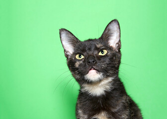 Wall Mural - Portrait of a black and orange tortie cat looking slightly above viewer with skeptical expression. Green background.