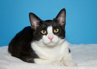 Wall Mural - Portrait of a tuxedo kitten laying on a white blanket looking at viewer with wide eyes, curious expression. blue background with copy space.