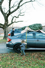 A Young Family Father Strapping Christmas Tree To Roof Of Sedan Car