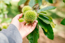 Shallow Focus Hand Holding A Group Of Chestnuts Fruit In Chestnut Tree