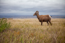 Big Horn Sheep On The Plains