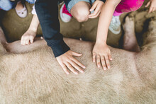 Closeup Of Kids Petting A Big Pig