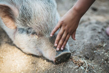 Closeup Of Kid's Hand Petting A Pig