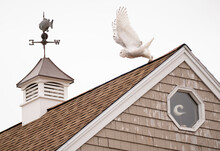 Snowy Owl Launches Off Rooftop Whille Hunting For Small Rodents.