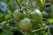 A bunch of unripe large green tomatoes hanging on a vine ripening being held up. There are large deep green leaves with deep veins on the cultivated branch of homegrown produce of raw beef tomatoes.