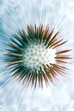 Dandelion Flower Seed In Springtime, Abstract Background