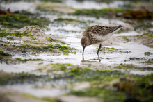 A Small Wading Bird Feeding On The Seashore