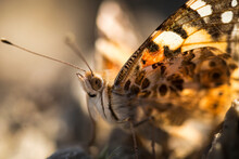 A Close Up Of A Painted Lady Butterfly
