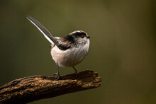 A Long Tailed Tit Bird Standing On A Branch