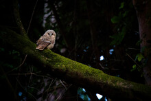 A Young Tawny Owl Sat On A Log In The Evening